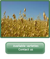 Picture of oats. Available varieties. Contact us link.