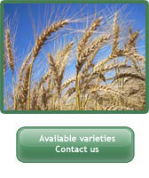 Picture of wheat. Available varieties. Contact us link.